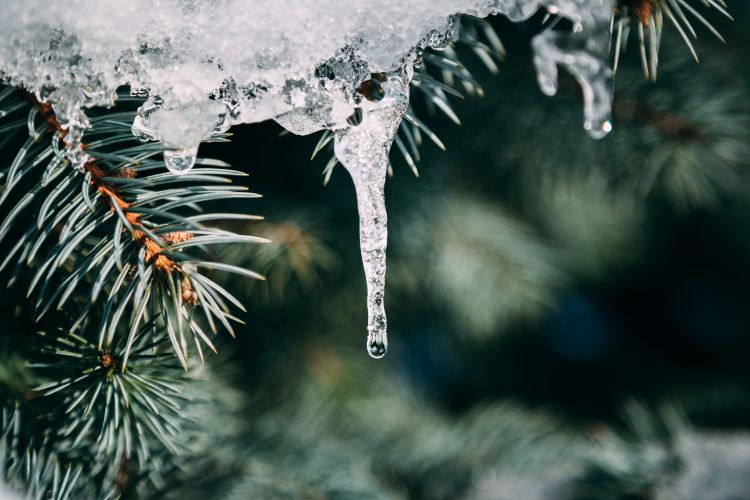 Mēness aptieku darba laiki pārceltajā darba dienā 17.01.2026.